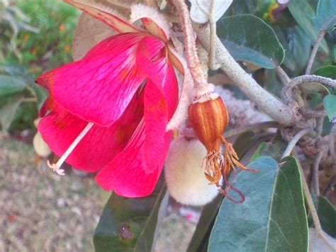 Bonsai Mauritius Trochetia Boutoniana National Flower Of Mauritius