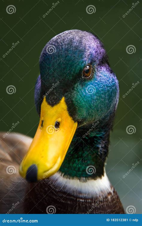 Close Up Of Male Mallard Head And Beak Stock Image Image Of Male