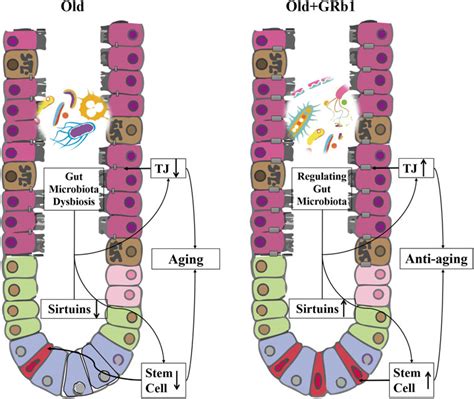 Frontiers Ginsenoside Rb Improves Intestinal Aging Via Regulating