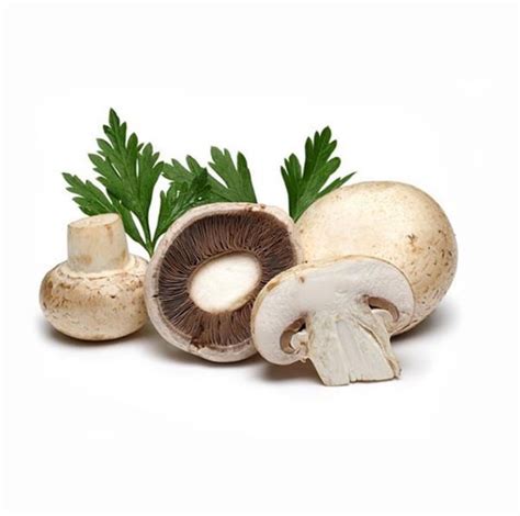 Agaricus Bisporus Mushroom Extract Shanghai YOH Bio Tech Co Ltd 100