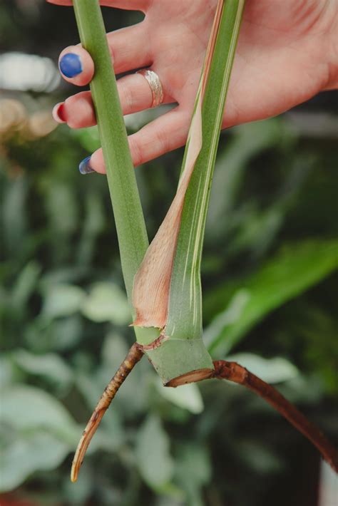 Monstera Thai Constellation Sadzonka Szczytowa Jungle Boogie