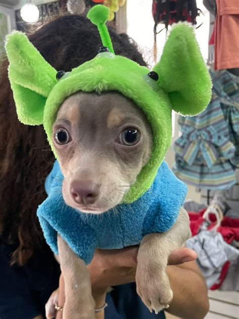 Chester Jr The Most Lovely Puppy Rdog