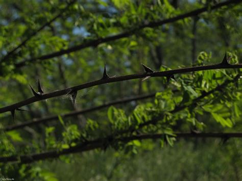 Wallpaper Forest Grass Sky Branch Green Fence Thorns Tree Leaf Plant Vegetation