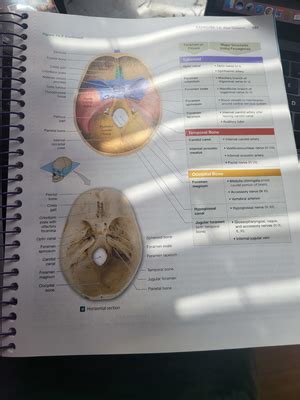 BIOL 244 Thoracic Cavity Notes Anatomy AND Physiology BIOL 244