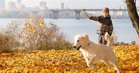 Fall Activities for You and Your Dog | Zoetis Petcare