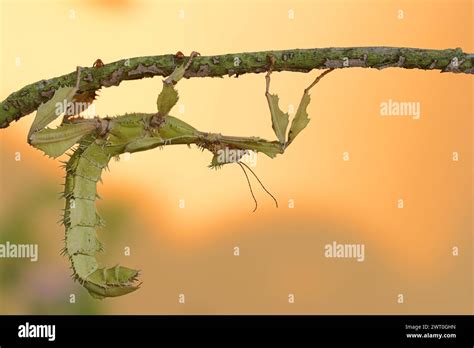 Giant Prickly Stick Insect Extatosoma Tiaratum Female Captive