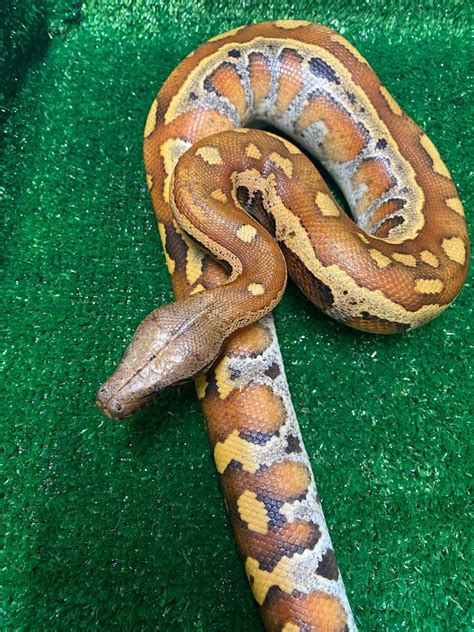 Blood Python