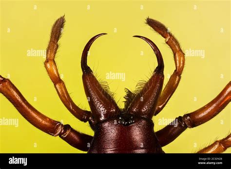 Woodlouse Spider Woodlouse Hunter Spider Dysdera Crocata Stock Photo