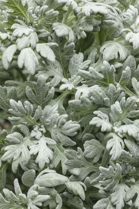 Proven Accents® Silver Bullet® Wormwood Artemisia Stelleriana