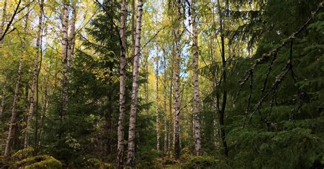 Blandskog Minskar Skogsskador I Varmare Klimat Atl