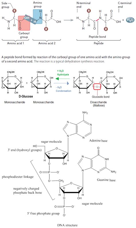 Peptide Bond Dna