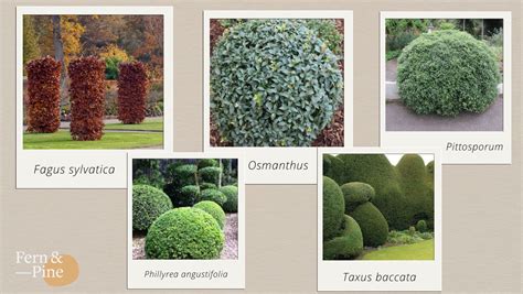 Top 5 Plants For Evergreen Structure Fern And Pine Garden Design