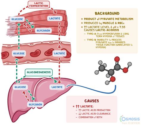 Why Is High Lactate Bad For Your Health