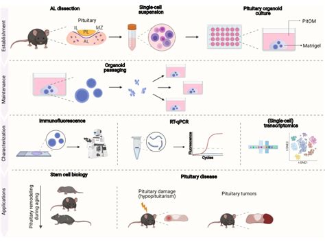 Development Of Organoids From Mouse Pituitary As In Vitro Model To