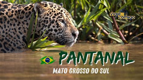 Pantanal No Mato Grosso Do Sul Pousada Aguapé Brasil Série Viaje