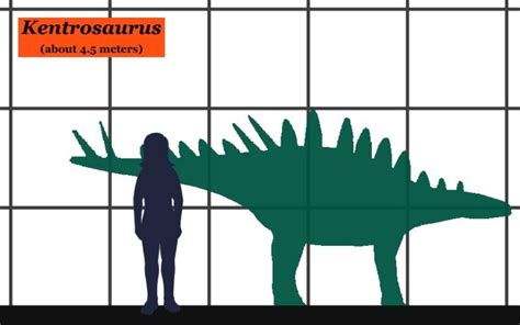 Kentrosaurus Facts, Distribution, Diet, Fossil, Pictures