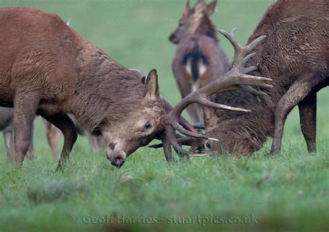 Rutting deer | Stuartpics.co.uk - Photography by Geoff Harries