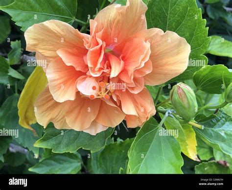 Peach Colored Double Hibiscus Flower And Bud Stock Photo Alamy