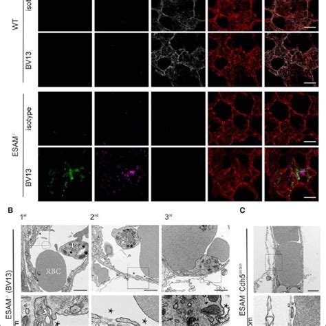 Blocking Vascular Endothelial Ve Cadherin In Esam Mice Leads To