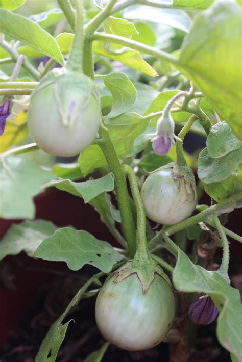 Eggplant Thai Round Green Local Seeds