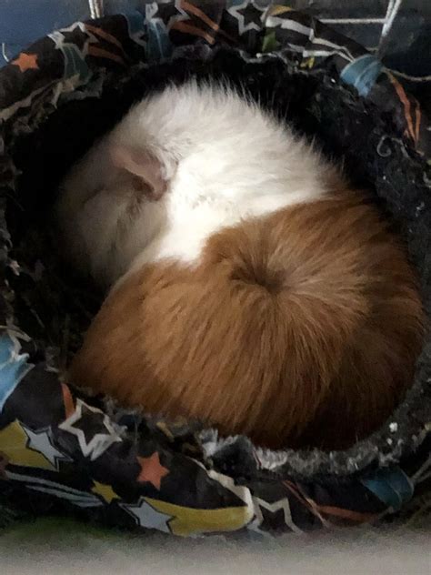 Sleeping piggy : r/GuineaPigifs