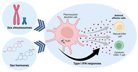 Sex Determining Factors Influence Type I Ifn Responses In Plasmocytoid Download Scientific