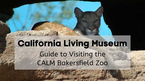 Plan Your Day at the California Living Museum (CALM Zoo ...