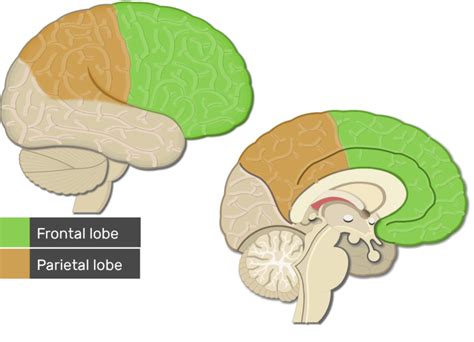 Cerebral Cortex Lobes Fissures Gyri And Sulci Getbodysmart