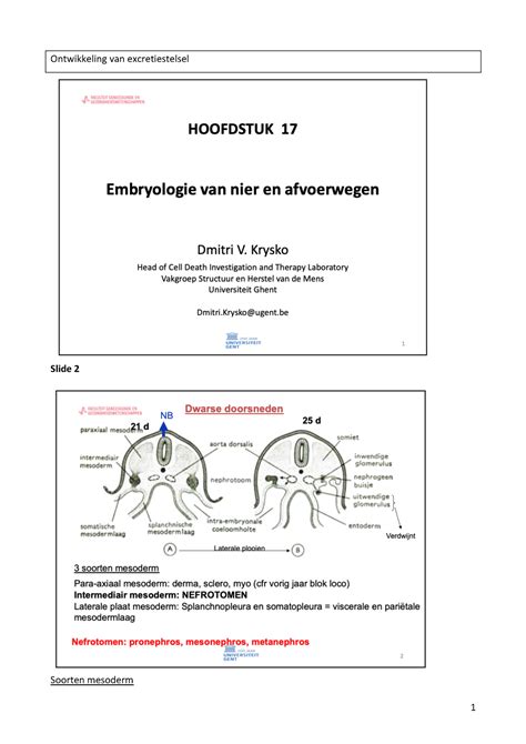 Tekst Slides Embryologie Van Het Excretiestelsel Ontwikkeling Van