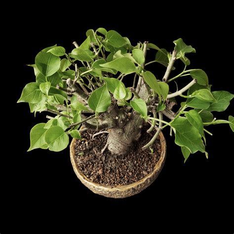 Ficus Bonsais Archives Bonsai Haat