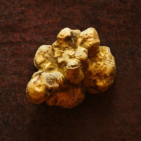 Buy High Quality Fresh Truffles Buy Truffles Online Fine And Wild Uk
