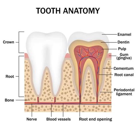 Do Teeth Have Nerves News Dentagama