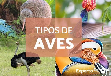 TIPOS DE AVES Características Nombres y Ejemplos