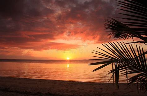 Fiery Sunset on Beach with Palm Leaf in Tonga on Fafa Island Stock Image - Image of summer ...