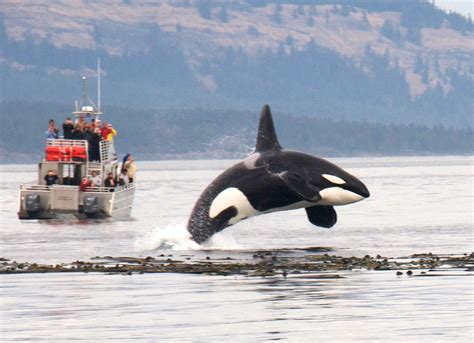 Whale Watching in San Juan Islands | Bellingham, WA