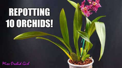 Missorchidgirl Repotting 10 Oncidium Orchids In One Go How I Handle Different Sick Orchids