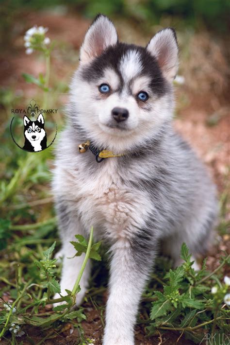 Galerie Photo Elevage De Pomsky Réservation De Chiots Pomsky Royal Pomsky