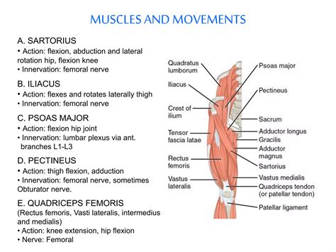 anatomy of thigh | PPTX