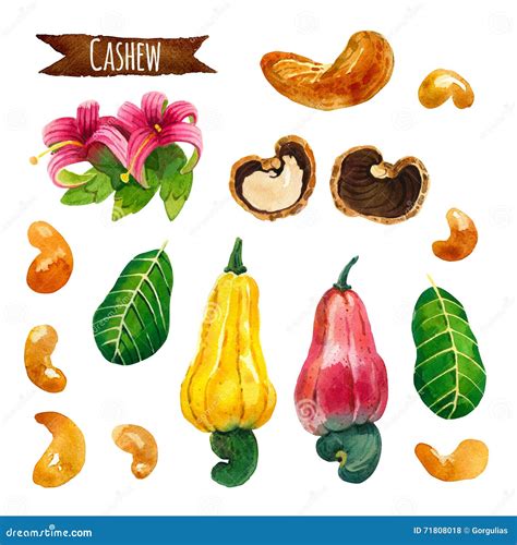 Cashew Watercolor Illustration Clipping Path Included Stock Photo