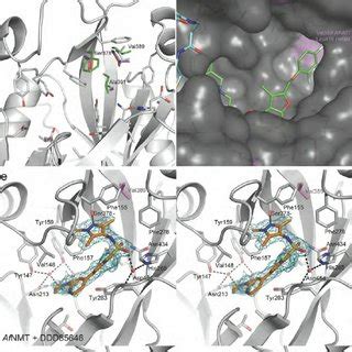 Crystal Structure Of Af NMT Complexes With Inhibitors A Overall Fold