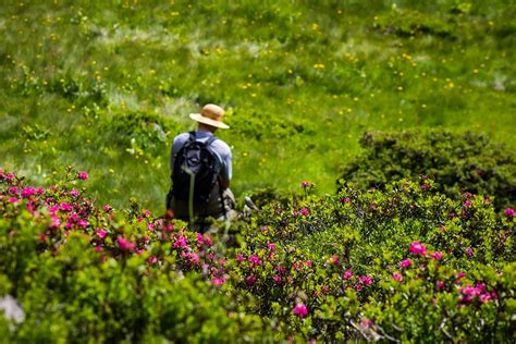 Azaleas Naturaleza Caminante Foto Gratis En Pixabay Pixabay