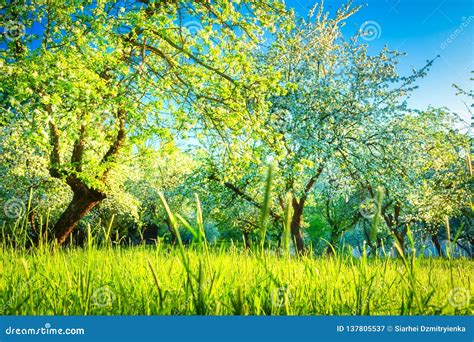 Blossoming Apple Trees Spring Green Garden Stock Image Image Of