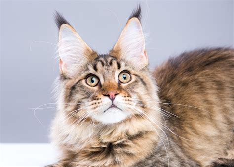 Retrato de gatito de Maine Coon negro doméstico Gato joven y lindo