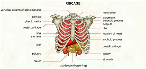 14 Causes Of Pain Under Right Rib Cage