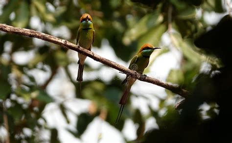 Vibrant Asian Green Bee Eater Perched On A Leafy Tree Branch In A