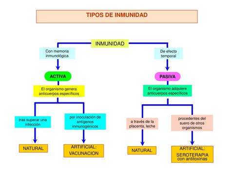 Ppt Sistema Inmune Powerpoint Presentation Free Download Id 2178306