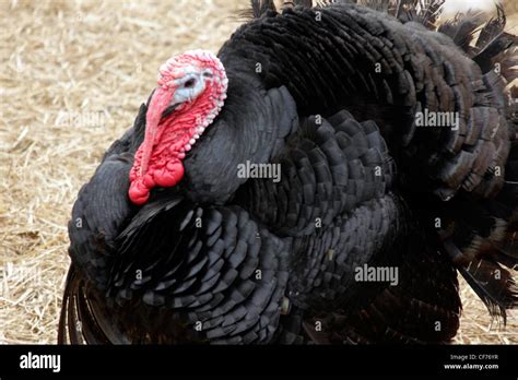 Black Norfolk Turkey Stock Photo Alamy