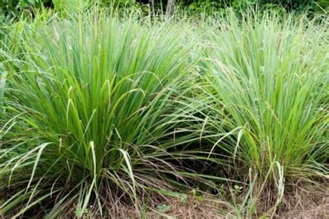 Plantes Magiques Qui Repoussent Les Insectes Naturellement Recette