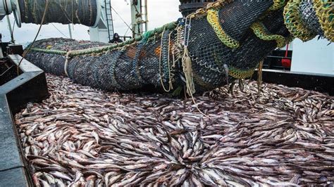 Awesome Commercial Big Net Fishing Catching On The Vessel Harvest