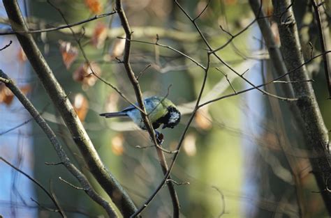 Free Images Nature Branch Tree Green Fauna Wildlife Season